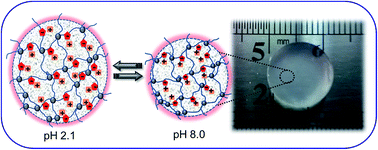 Graphical abstract: pH-responsive poly(N,N-dimethylaminoethyl methacrylate-co-2-acrylamido-2-methyl-propanosulfonic acid) cryogels: swelling, elasticity and diffusive properties