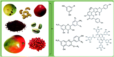 Graphical abstract: Phenolic compounds in edible species of the Anacardiaceae family – a review