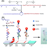 Graphical abstract: A simple lateral flow biosensor for the rapid detection of copper(ii) ions based on click chemistry