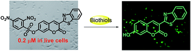 Graphical abstract: Highly sensitive and selective detection of biothiols by a new low dose colorimetric and fluorescent probe