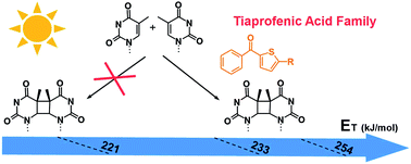 Graphical abstract: Formation of cyclobutane thymine dimers by tiaprofenic acid and its photoproducts: approach to the photosensitizer triplet state energy limit value