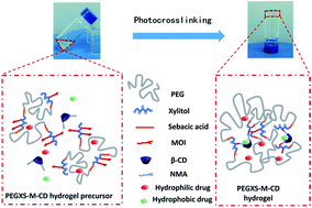 Graphical abstract: Biocompatible degradable injectable hydrogels from methacrylated poly(ethylene glycol)-co-poly(xylitol sebacate) and cyclodextrins for release of hydrophilic and hydrophobic drugs
