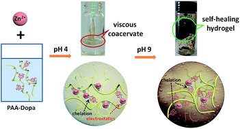 Graphical abstract: Zinc induced polyelectrolyte coacervate bioadhesive and its transition to a self-healing hydrogel