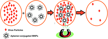 Graphical abstract: Aptamer-conjugated magnetic nanoparticles for the efficient removal of HCV particles from human plasma samples
