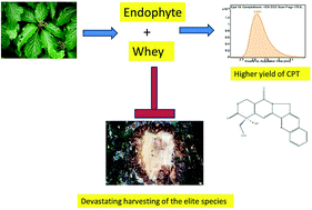 Graphical abstract: Production of camptothecine using whey by an endophytic fungus: standardization using response surface methodology
