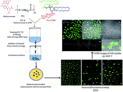 Graphical abstract: Development and characterization of single step self-assembled lipid polymer hybrid nanoparticles for effective delivery of methotrexate