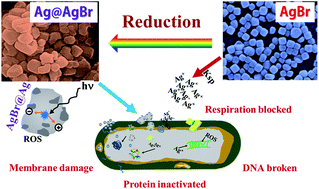 Graphical abstract: Fabrication of AgBr nanomaterials as excellent antibacterial agents