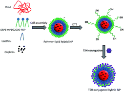 Graphical abstract: Thyroid-stimulating hormone (TSH)-armed polymer–lipid nanoparticles for the targeted delivery of cisplatin in thyroid cancers: therapeutic efficacy evaluation