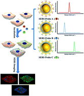 Graphical abstract: Facilely synthesized polydopamine encapsulated surface-enhanced Raman scattering (SERS) probes for multiplex tumor associated cell surface antigen detection using SERS imaging