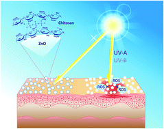 Graphical abstract: The quenching effect of chitosan crosslinking on ZnO nanoparticles photocatalytic activity