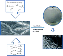 Graphical abstract: Cellulose fatty acid esters as sustainable film materials – effect of side chain structure on barrier and mechanical properties
