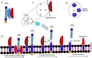 Graphical abstract: Mechanistic insights of SrtA–LPXTG blockers targeting the transpeptidase mechanism in Streptococcus mutans
