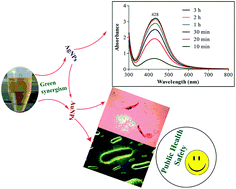 Graphical abstract: Silver and gold nanoparticles from Sargentodoxa cuneata: synthesis, characterization and antileishmanial activity