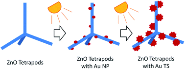 Graphical abstract: Branched gold nanoparticles on ZnO 3D architecture as biomedical SERS sensors
