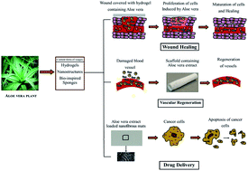 Graphical abstract: Biomaterials based nano-applications of Aloe vera and its perspective: a review