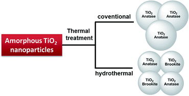 Graphical abstract: Charge carrier dynamics and photocatalytic behavior of TiO2 nanopowders submitted to hydrothermal or conventional heat treatment
