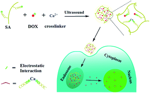 Graphical abstract: A green and facile method for the preparation of a pH-responsive alginate nanogel for subcellular delivery of doxorubicin