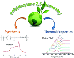 Graphical abstract: Synthesis, properties and thermal behavior of poly(decylene-2,5-furanoate): a biobased polyester from 2,5-furan dicarboxylic acid