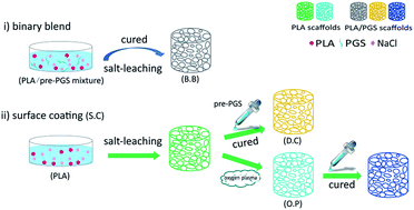 Graphical abstract: Poly(glycerol sebacate)-modified polylactic acid scaffolds with improved hydrophilicity, mechanical strength and bioactivity for bone tissue regeneration