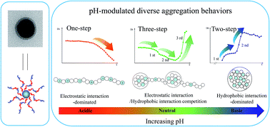 Graphical abstract: pH-modulated double LCST behaviors with diverse aggregation processes of random-copolymer grafted silica nanoparticles in aqueous solution