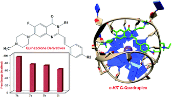 Graphical abstract: The effect of amino substituents on the interactions of quinazolone derivatives with c-KIT G-quadruplex: insight from molecular dynamics simulation study for rational design of ligands