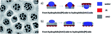 Graphical abstract: Ordered porous structure hybrid films generated by breath figures for directional water penetration