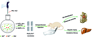 Graphical abstract: In vivo biodistribution and toxicity of Gd2O3:Eu3+ nanotubes in mice after intraperitoneal injection