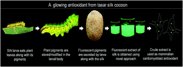 Graphical abstract: A glowing antioxidant from tasar silk cocoon