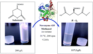 Graphical abstract: Green synthesis of (R)-3-TBDMSO glutaric acid methyl monoester using Novozym 435 in non-aqueous media