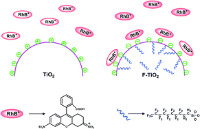 Graphical abstract: Adsorption and photocatalytic degradation behaviors of rhodamine dyes on surface-fluorinated TiO2 under visible irradiation