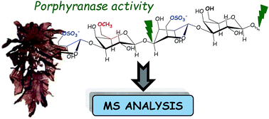 Graphical abstract: MALDI-TOF MS and ESI-LTQ-Orbitrap tandem mass spectrometry reveal specific porphyranase activity from a Pseudoalteromonas atlantica bacterial extract