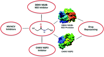Graphical abstract: Reaching beyond HIV/HCV: nelfinavir as a potential starting point for broad-spectrum protease inhibitors against dengue and chikungunya virus