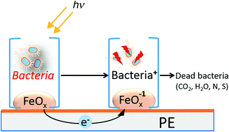 Graphical abstract: Novel FeOx–polyethylene transparent films: synthesis and mechanism of surface regeneration