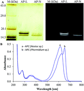 Graphical abstract: Occurrence of a functionally stable photoharvesting single peptide allophycocyanin α-subunit (16.4 kDa) in the cyanobacterium Nostoc sp. R76DM