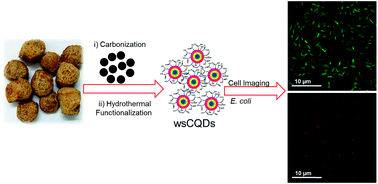 Graphical abstract: A simple one-step hydrothermal route towards water solubilization of carbon quantum dots from soya-nuggets for imaging applications