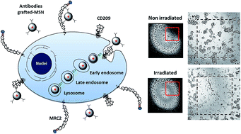 Graphical abstract: Identification of MRC2 and CD209 receptors as targets for photodynamic therapy of retinoblastoma using mesoporous silica nanoparticles