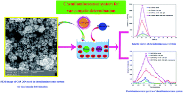 Graphical abstract: A novel permanganate–morin–CdS quantum dots flow injection chemiluminescence system for sensitive determination of vancomycin