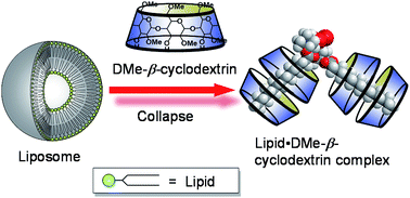 Graphical abstract: Liposome collapse resulting from an allosteric interaction between 2,6-dimethyl-β-cyclodextrins and lipids