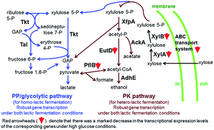 Graphical abstract: Transcriptional regulation of xylose utilization in Enterococcus mundtii QU 25