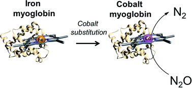 Graphical abstract: Conversion of nitrous oxide to nitrogen by cobalt-substituted myoglobin