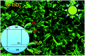 Graphical abstract: Visible light-induced photocatalytic activity of high surface area N-doped two-dimensional (2-D) TiO2 sheets