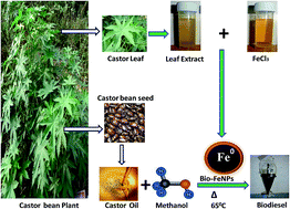 Graphical abstract: Castor leaf mediated synthesis of iron nanoparticles for evaluating catalytic effects in transesterification of castor oil