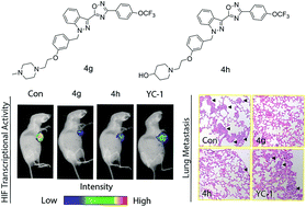 Graphical abstract: Novel potent HIF-1 inhibitors for the prevention of tumor metastasis: discovery and optimization of 3-aryl-5-indazole-1,2,4-oxadiazole derivatives