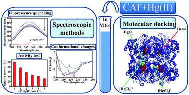 Graphical abstract: Molecular interaction of inorganic mercury(ii) with catalase: a spectroscopic study in combination with molecular docking