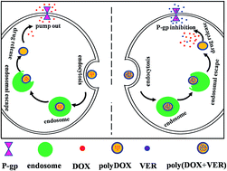 Graphical abstract: Co-delivery of doxorubicin hydrochloride and verapamil hydrochloride by pH-sensitive polymersomes for the reversal of multidrug resistance