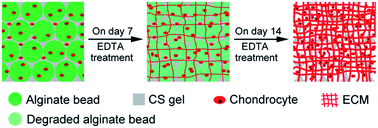 Graphical abstract: Potential use of alginate beads as a chondrocyte delivery vehicle and stepwise dissolving porogen in a hydrogel scaffold for cartilage tissue engineering
