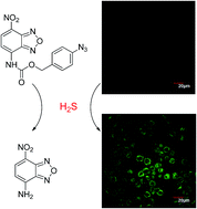 Graphical abstract: A turn-on fluorescent probe for hydrogen sulfide and its application in living cells
