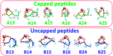 Graphical abstract: Termini capping of metal-poly-His peptide complexes induces the formation of α-helix