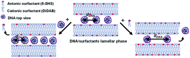 Graphical abstract: Catanionic vesicles and DNA complexes: a strategy towards novel gene delivery systems