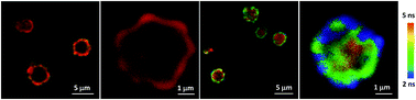 Graphical abstract: Encapsulation of photoactive porphyrinoids in polyelectrolyte hollow microcapsules viewed by fluorescence lifetime imaging microscopy (FLIM)